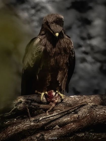 Lalith - Wildlife & Nature Photography Wings in Motion photo 31