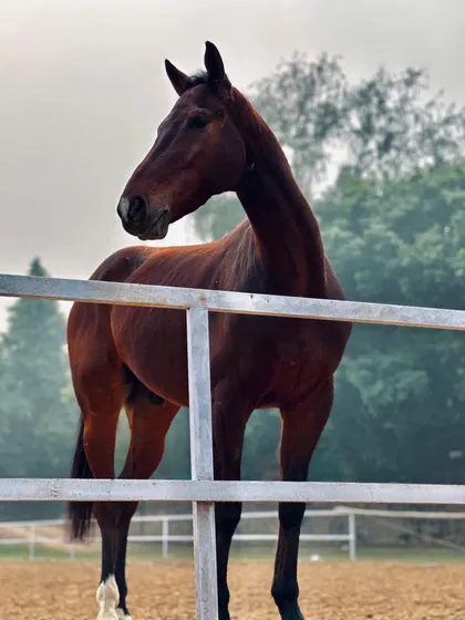 A beautiful brown horse enjoying a moment of peace in the paddock, looking over the fence. I ensure all my horses are relaxed and well-cared for.