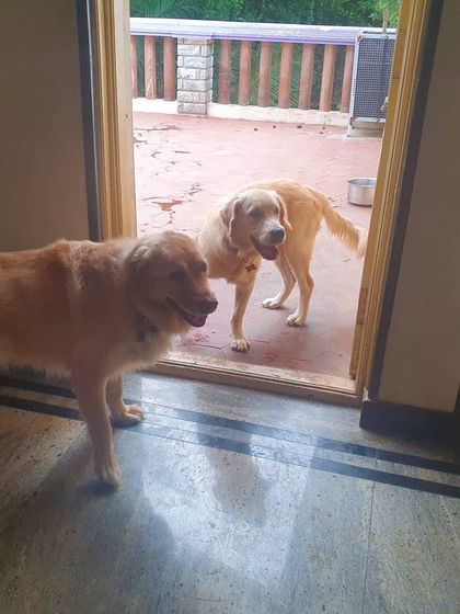 The Urban Dawg - In-Home Dog Boarding Home Comforts: No Cages, Just Cuddles photo 31