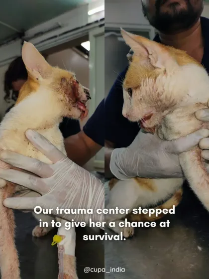 We see many cats who have suffered terrible accidents. This community cat came to us with her mouth torn apart, but our trauma team gave her a fighting chance. The 'after' photo shows her on the slow but steady road to recovery.