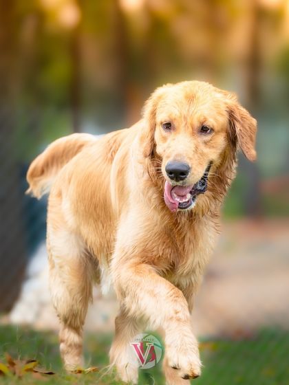 Another shot of Asher on the move, with the golden hour light creating a beautiful glow around him.