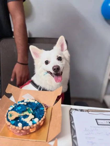 Every dog is special, and we celebrate them like family. This is Bunni on his gotcha-day, about to enjoy a dog-friendly cake. We love making a big fuss for birthdays and milestones because these moments are precious.