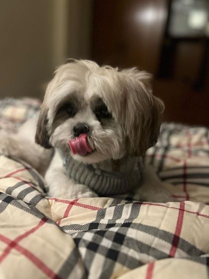 A happy lick from Bambi. It's these little moments that show me a pet is truly feeling comfortable and content.