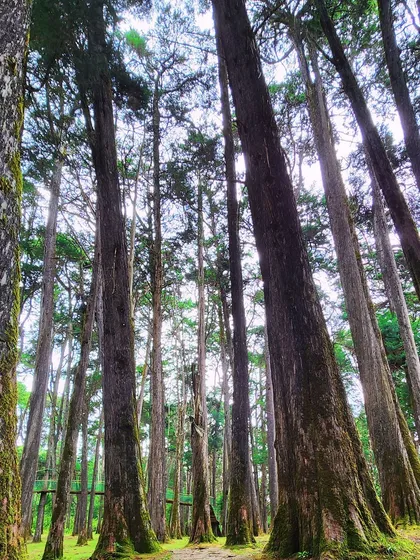 Looking up at the towering trees of the 150-year-old man-made forest in Ooty.