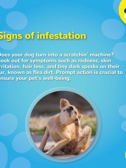 Look for signs of infestation like excessive scratching, redness, or hair loss. Prompt action is crucial for your pet's well-being.