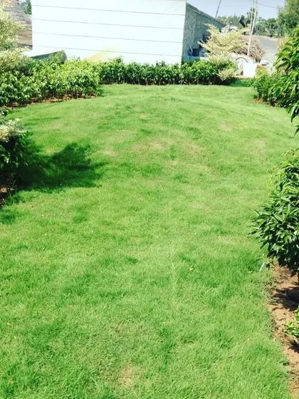 A beautiful, rolling lawn we completed, surrounded by healthy shrubs and trees. No matter the size or shape of your land, we can turn it into a green paradise.