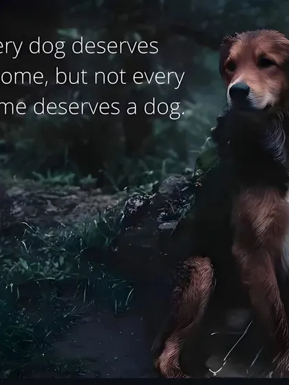 Every dog deserves a home, but not every home deserves a dog. I am tired of the lame excuses for abandonment. A pet is a lifelong commitment, not a temporary commodity.