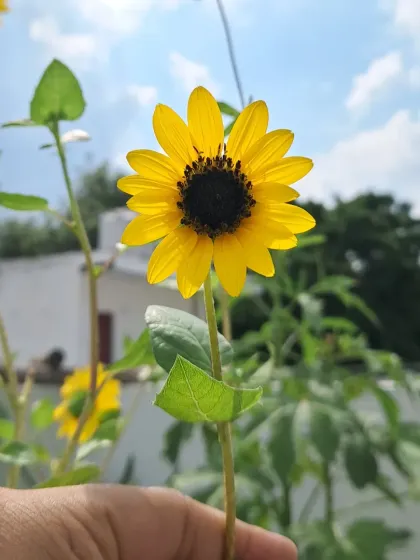Bhardwaj - Urban Gardening Consultation A Riot of Colorful Flowers photo 17