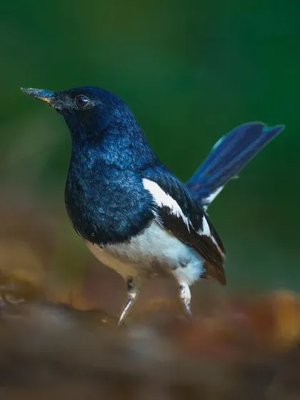 A duplicate of the handsome Oriental Magpie Robin, a common but beautiful garden and woodland bird.