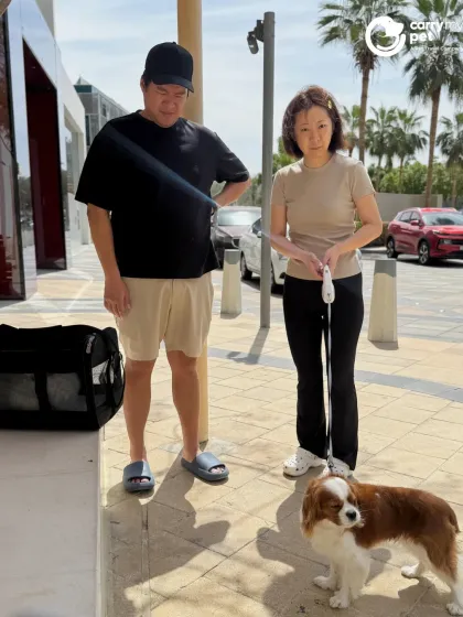 Happy and Casper traded Dubai's palm trees for Canada's pine trees. Here they are, enjoying their first walk in Vancouver with their family.