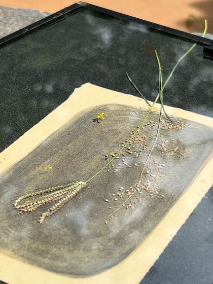 Preparing a photogram for sun printing. Delicate grasses and flowers are carefully arranged on sensitized paper before being placed in a contact frame, ready to be exposed to sunlight to create a unique cyanotype image.