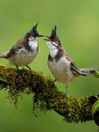A pair of Red-whiskered Bulbuls interacting on a mossy branch, a moment of social connection.