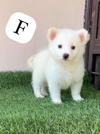 This beautiful white female Pomeranian is standing proudly on the grass. She has a lovely, full coat and an alert, intelligent expression.