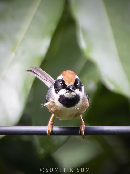 A Black-throated Tit looking straight at the camera, its expression almost angry. These small Himalayan birds are full of character.