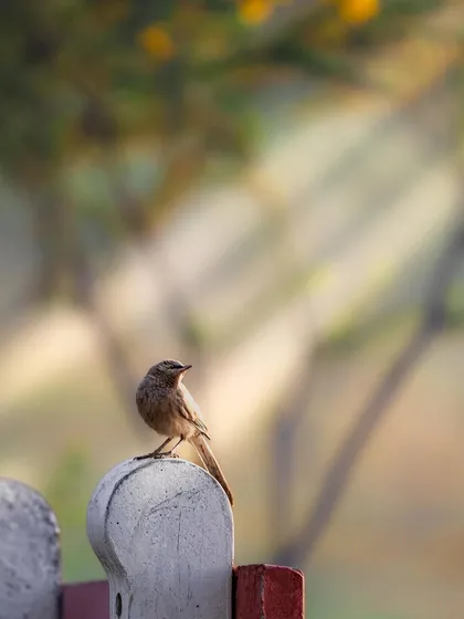 A small, nondescript brown bird perched on a fence post, enjoying the morning vibes. Sometimes the simplest scenes are the most peaceful.