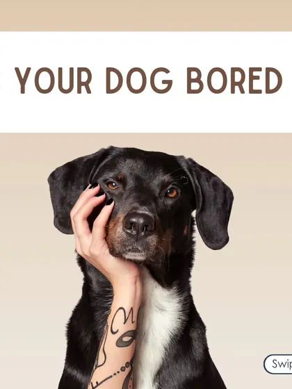 Is your dog bored? A bored dog is often a destructive dog. This is your sign to provide more mental stimulation and exercise.