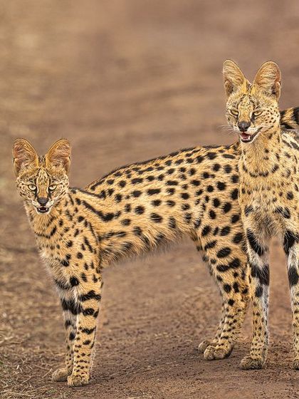 Spotting a serval cat is a challenge, but capturing a mother and her kitten is a testament to a skilled guide. This eye-level shot shows their interaction, a rare and beautiful sight.