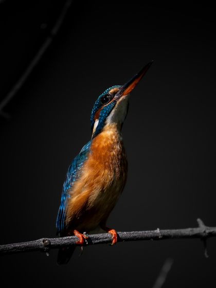 A common kingfisher perched on a branch, with dramatic lighting that makes its colors pop against a black background. This is a fine art approach to a bird portrait.