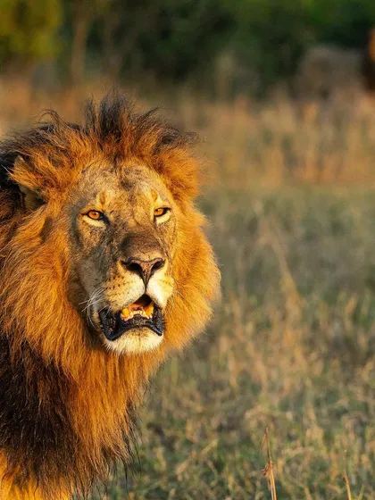 A majestic male African Lion surveys his kingdom in the warm, golden light of the Masai Mara.