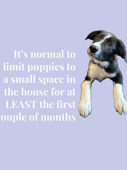 Tulsa Dog Trainer - Immersive Board & Train Programs Puppy Foundation Program photo 3