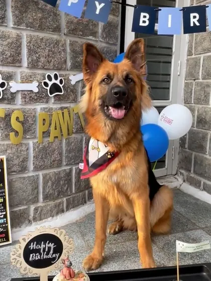Another shot of this beautiful German Shepherd's birthday celebration. Our cakes fit perfectly into any party theme.