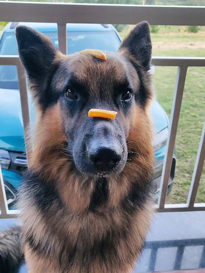 The "leave it" command is more than just a trick; it's a vital impulse control exercise. Spartan is showing off his solid "freeze" here. This level of self-control is built step-by-step with positive reinforcement.