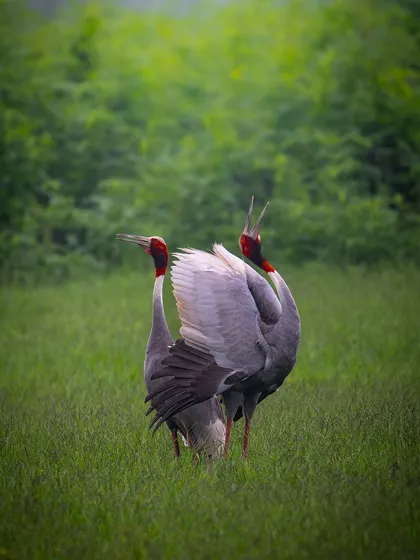The courtship dance of the Sarus Crane is a spectacular display of leaps, bows, and calls. This image captures a moment of that beautiful dance.