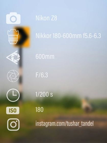 Desert Soul: Jaisalmer & Beyond photo 6