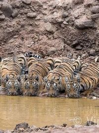 Wildlife Photography Prints & Licensing