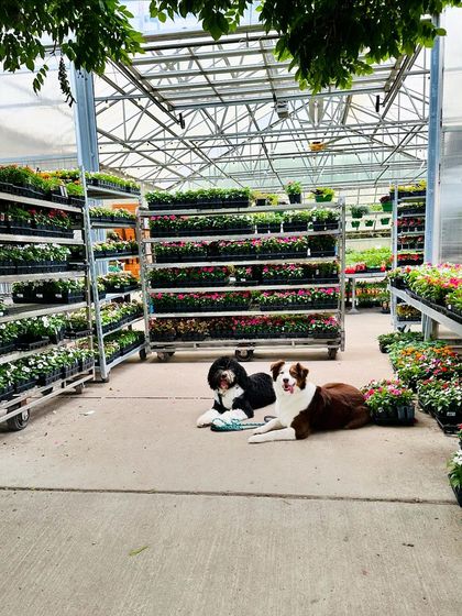 Tulsa Dog Trainer - Immersive Board & Train Programs Real-World Training & Socialization photo 5