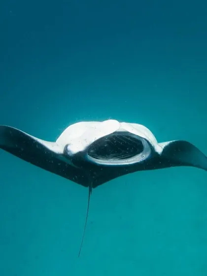 The majestic dance of the Manta Rays at Hanifaru Bay. These gentle giants glide through the water with such grace. Did you know the unique spot pattern on their bellies is like a fingerprint? We can even help you identify a manta if you get a clear shot.