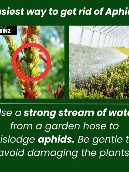 Hygrinz - Garden Maintenance Gardening Know-How: Tips & Techniques photo 22