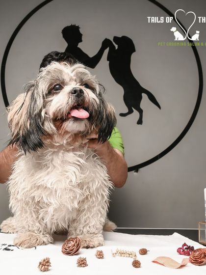 Tails of the City - Pet Spa & Creative Styling From Our Photo Shoots photo 7