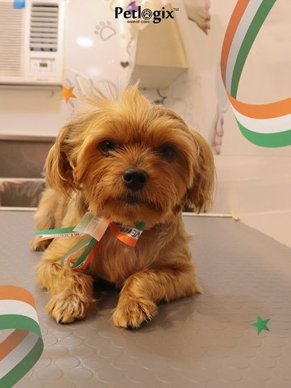 Celebrating Independence Day with our furry heroes. This little dog is looking patriotic with a tricolor ribbon.