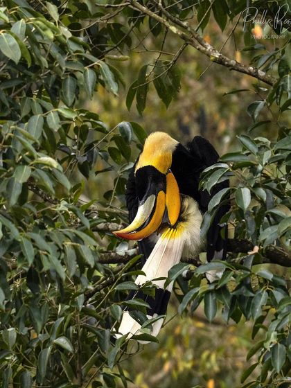 A hornbill preening, rubbing its casque on its oil gland to distribute oils through its feathers. This is an interesting behavioral shot.