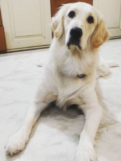 Jazzy's Pet Care - In-Home Dog Boarding Meet Our Golden & Labrador Guests photo 10