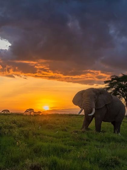 A dramatic sunset in Amboseli with a tusker silhouetted against the fiery sky. You forget the camera and just watch in awe.