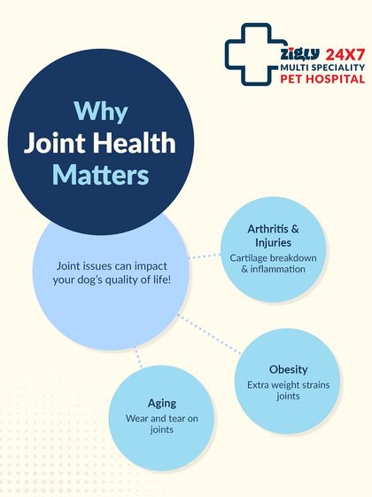 Zigly - Veterinary Services Specialized Care: Arthritis, Dental & Mobility photo 9