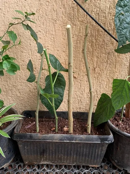 The newly planted mulberry cuttings in a planter, where they will be cared for until they develop roots and become new trees.