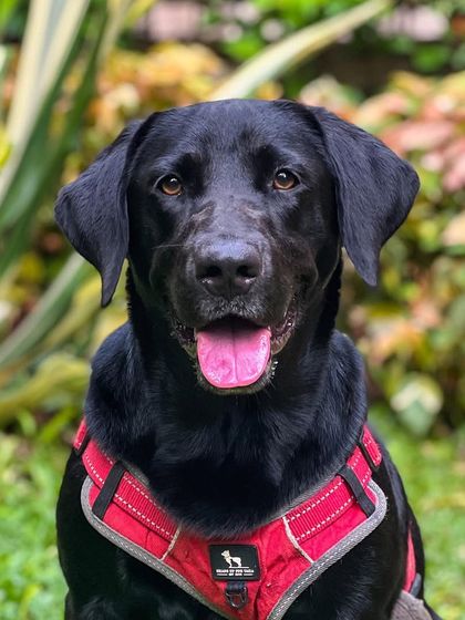 Paras Tomar - Dog Training Meet the Trainers & Our Happy Students photo 10