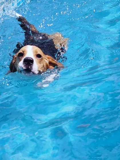 Look at that happy face. This is Coco, a Beagle who absolutely loves paddling around in the water.