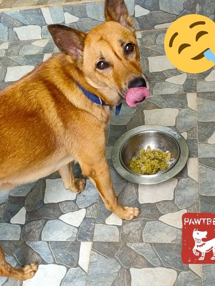 Pawtbelly - Fresh Dog Food Delivery Happy Pups, Happy Parents photo 4