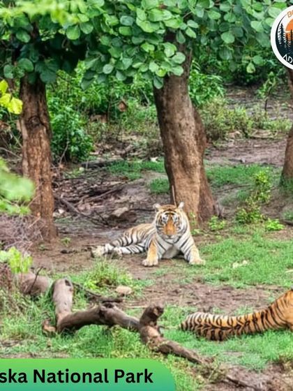 Wildlife & Jungle Safaris photo 5