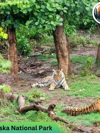 Two tigers resting in their natural habitat at Sariska National Park. Our caravan trips to Sariska offer a chance to combine the freedom of a road trip with the thrill of a wildlife safari.