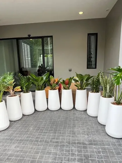 A lineup of plants in matching tall white planters, ready for placement. This shows our process for preparing large orders for events or corporate offices, ensuring a consistent and professional appearance.