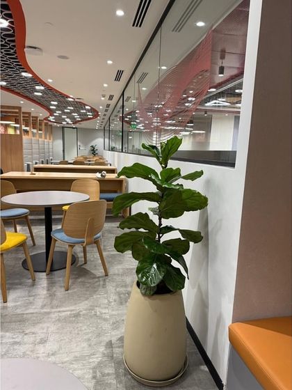 A single Fiddle Leaf Fig in a modern planter adds a sculptural, natural element to a breakout area at the Prudential office. Sometimes a single, well-placed specimen plant is all that is needed to transform a corner.