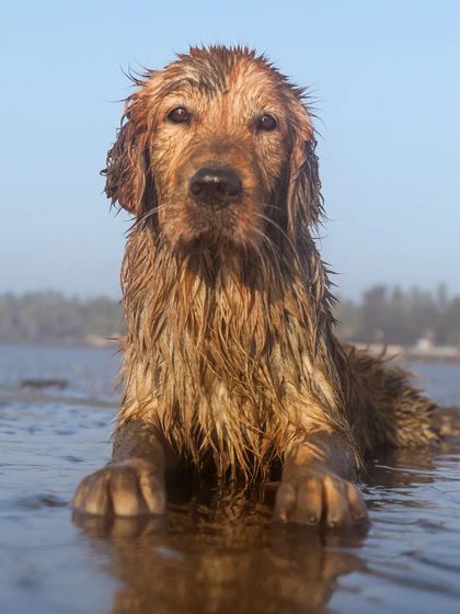 Sniff Stories - Pet Videography Paws, Splashes, and Muddy Noses photo 38