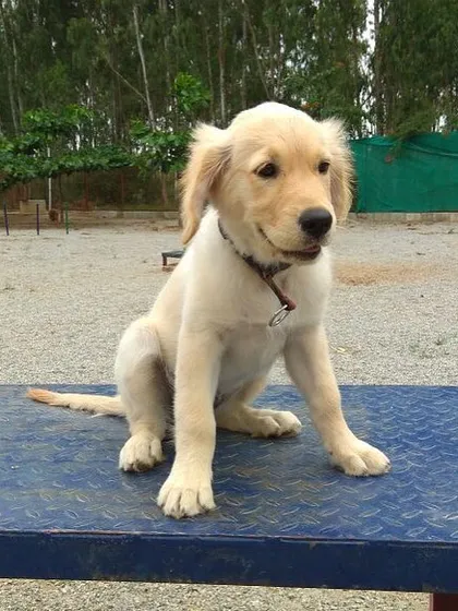 This adorable Golden Retriever puppy is taking a short break on one of our agility platforms. We provide a safe and fun environment for puppies to learn and socialize.