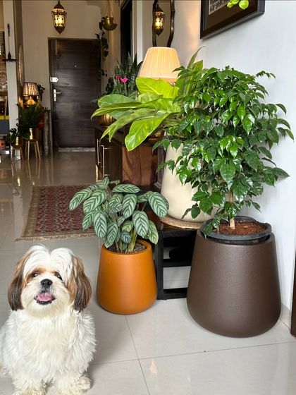 Sushmita - Home Styling & Decoration My Green Sanctuaries: Balcony & Indoor Plants photo 18