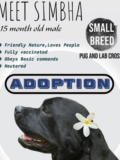 Meet Simbha, a 15 month old male Pug and Lab cross. He is a friendly, small breed dog who is fully vaccinated, neutered, and knows basic commands.